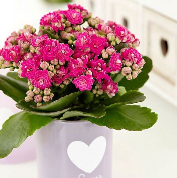 Kalanchoe zur Behandlung von Prostatitis.