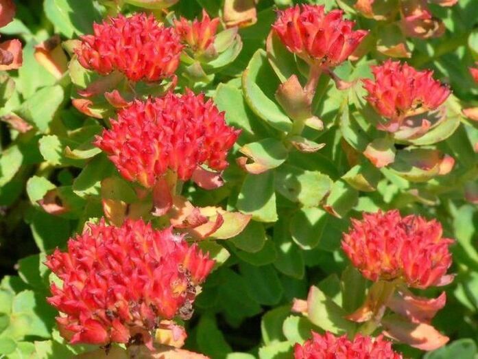 Rhodiola rosea zur Behandlung von Prostatitis.